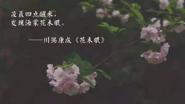 "凌晨四点醒来,发现海棠花未眠.