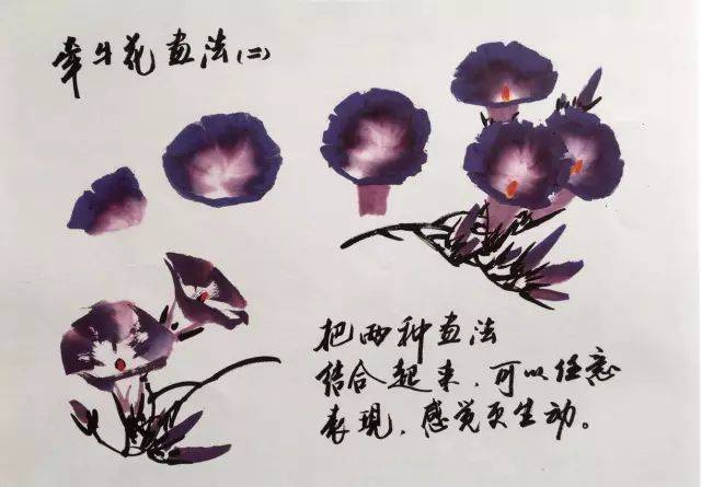 【国画教程】牵牛花画法教学|侧锋滚笔法