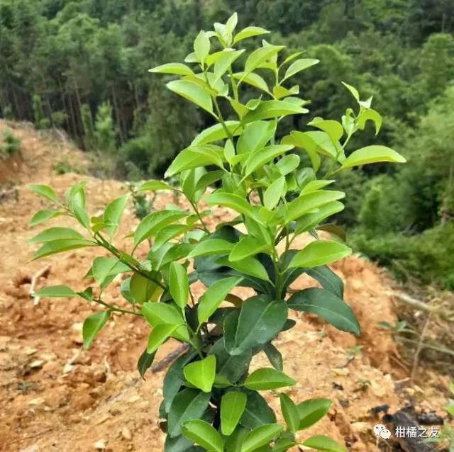 柑橘幼树六月管理要点,这四项工作非常重要!