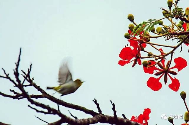 雨后的永春人民公园这么美,你知道吗?