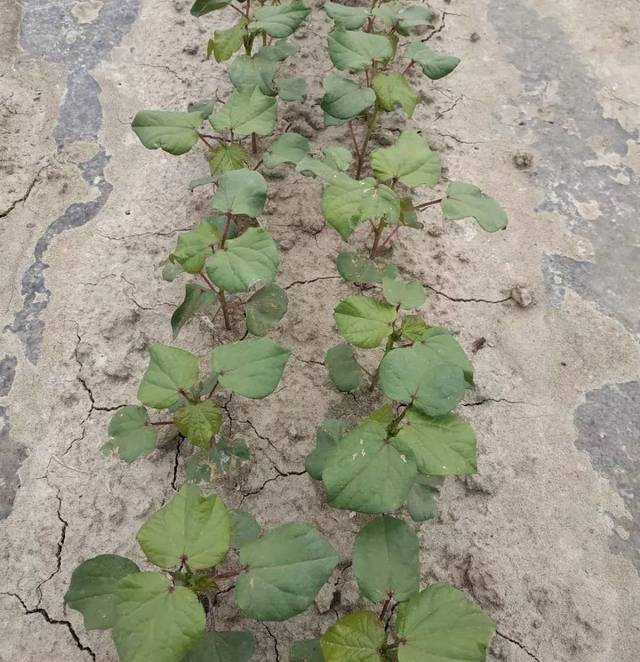 【棉花种植】近期棉花僵苗,弱苗田间管理措施