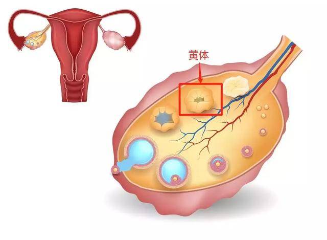 复杂来说,每次女性排卵后,卵泡随即塌陷,出血,形成血块,留在卵泡里