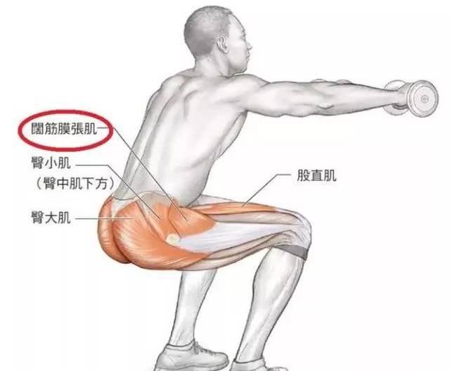 尤其是靠近股骨大转子附近的髂胫束,阔筋膜张肌等肌肉群,因为髋内旋