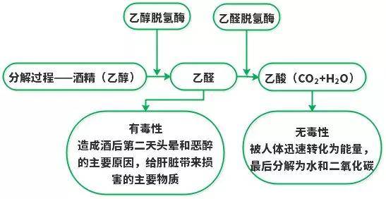 小知识:人体内乙醇(酒精)的代谢过程