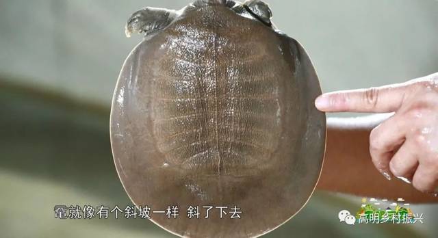 拯救水中大熊猫鼋高明在行动