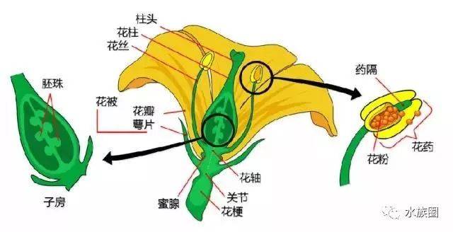 ▼花―结构