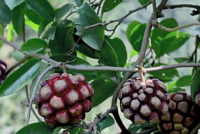 松果为什么不是果实 41b4e015734d400aa97759b13cb78879.jpeg