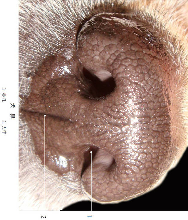 犬呼吸系统解剖图集