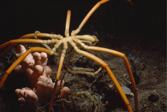 生存在极地的巨型海蜘蛛,腿长跨度达到70厘米