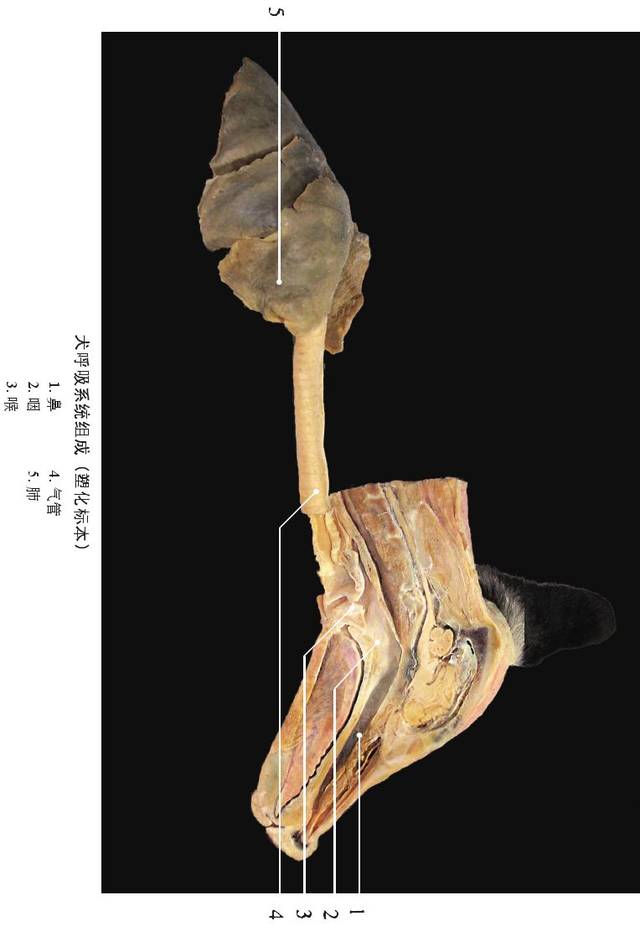 犬呼吸系统解剖图集