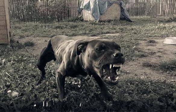 在这5种情况下,主人不要抚摸狗狗,可能会被咬