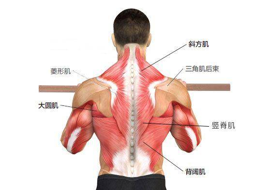其他主要背部肌肉还包括: 大圆肌,菱形肌,腰方肌和多裂肌.