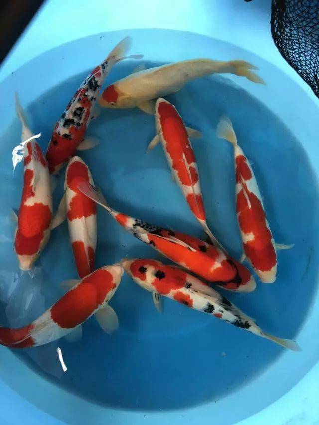 你必须知道的锦鲤术语