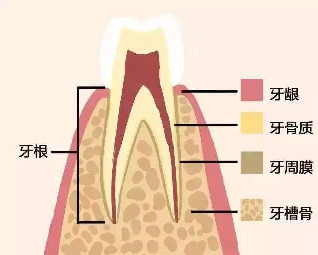 当牙龈上部有牙结石和菌斑,但牙周组织还没有被破坏,所以牙齿还是