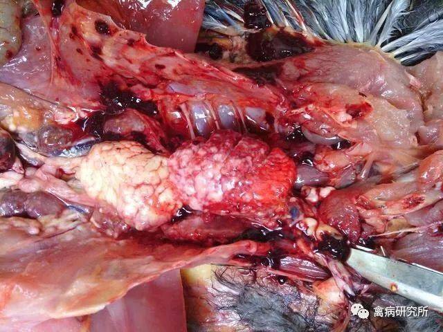 肺坏死—肉鸡,你这边是不是也碰到这个情况,鸡张口呼吸有啰音,翻着