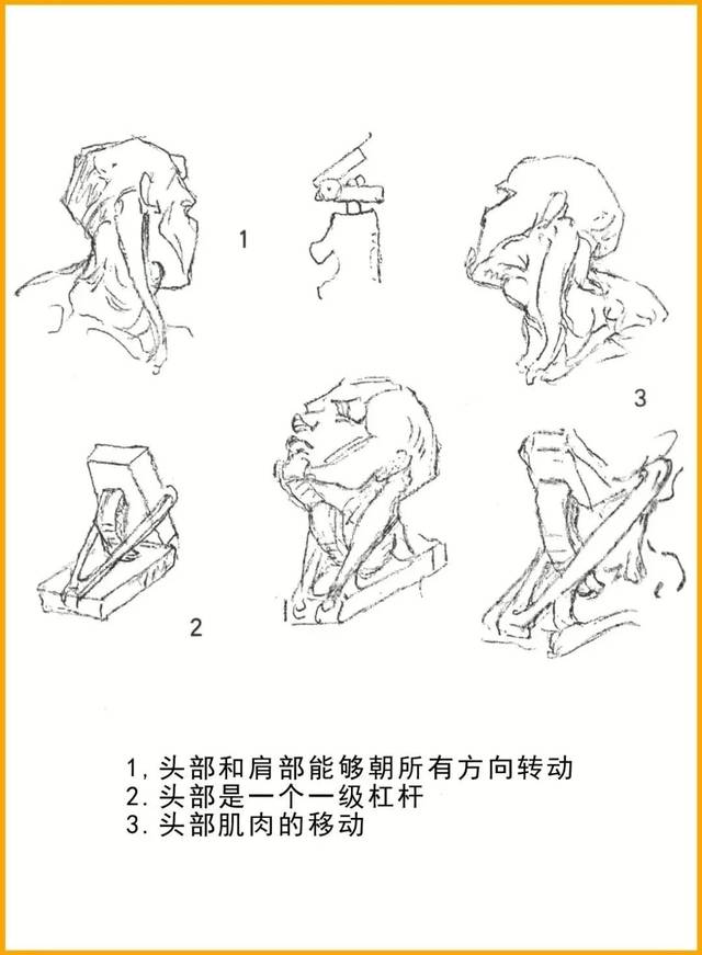 如下图所示,头部是一个一级杠杆,颈部肌肉可以看成一个可以移动的工具