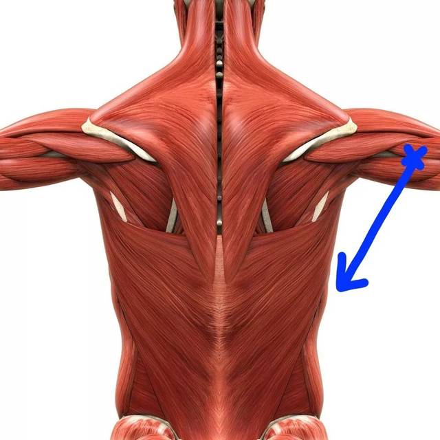 一招教你找到背阔肌发力感,练成倒三角!