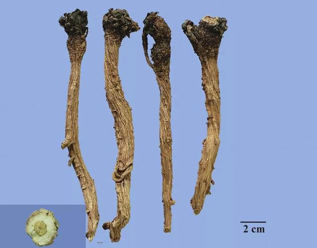 根及根茎类中药鉴别歌诀(2)