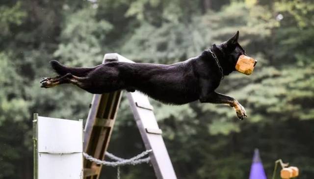 告诉过你不要养东德你不听,现在后悔了吗