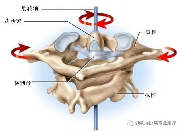 称为齿状突,插入寰椎前弓后方,形成寰齿关节,在齿状突后方有横韧带