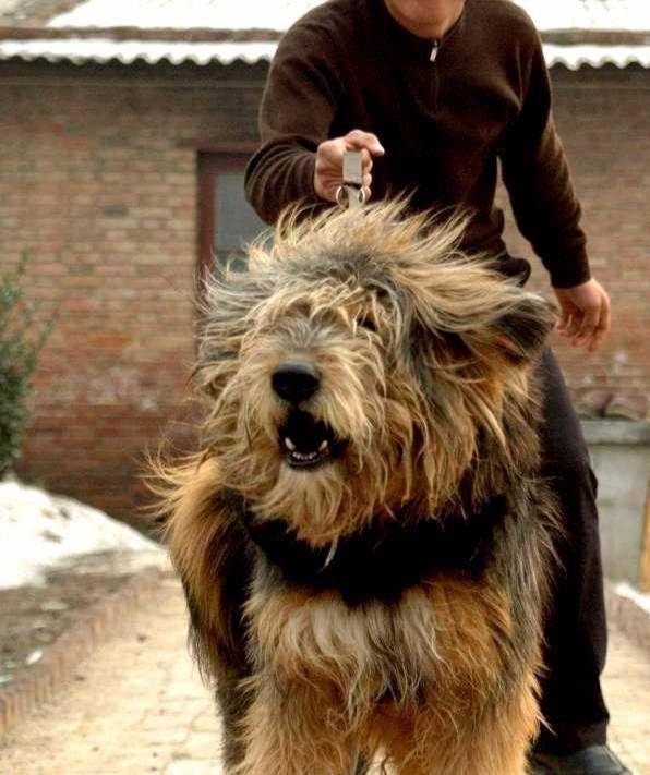 中国本土的5种猛犬,你知道几种,第五种曾经还是宫廷专用犬!