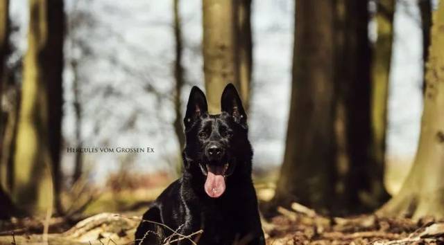 告诉过你不要养东德你不听,现在后悔了吗