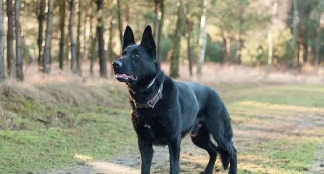 告诉过你不要养东德你不听,现在后悔了吗