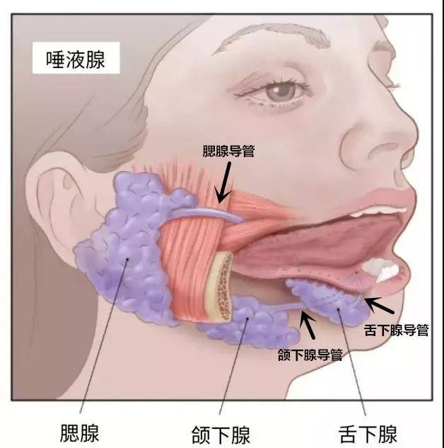 嘴里的石头也疯狂—涎石症