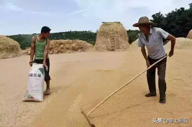 金黄的麦子出来了.