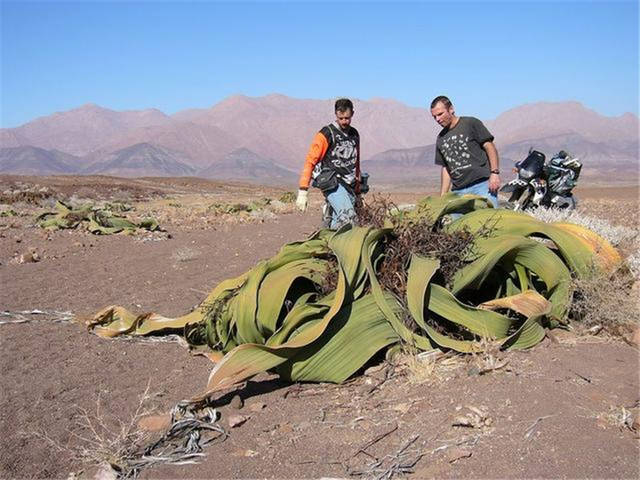 章鱼里这种像植物一样的沙漠,恐龙只长两片叶一生雷克斯游戏图片图片