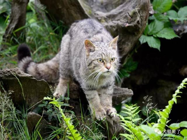 著名的苏格兰野猫,就是这27个野猫亚种之一.
