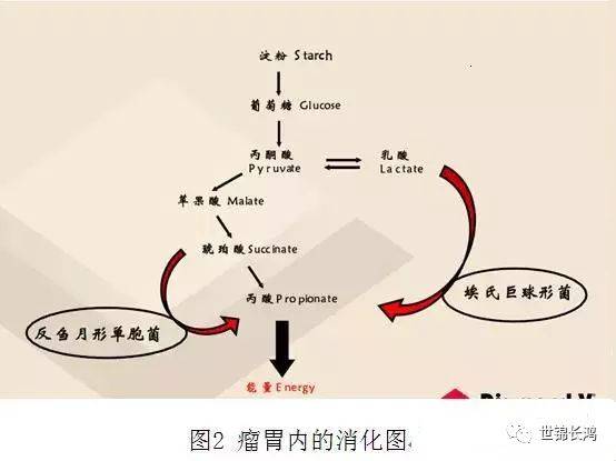 奶牛瘤胃生理及其发酵条件的调控