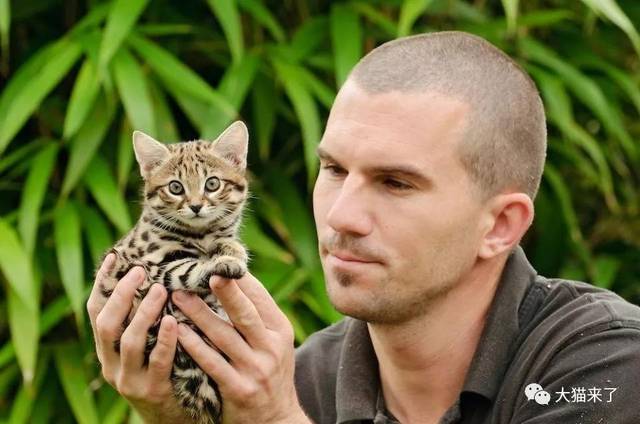 因和家猫杂交导致种群退化的小型野生猫科动物不止苏格兰野猫一种