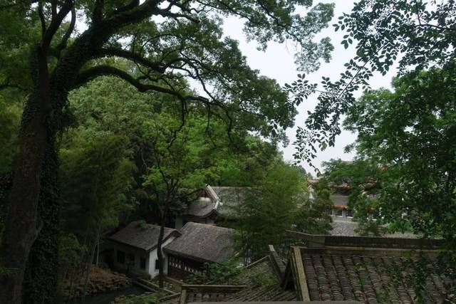 泡茶的水，到底能有多贵？贫穷限制了想象力！