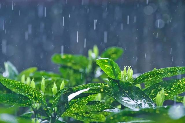 《夏雨后题青荷兰若》