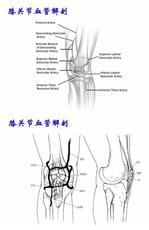 最全的膝关节解剖图解