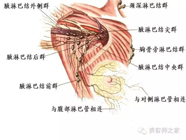 因此在确定淋巴结肿大后,关键是确定其原因和性质,局部肿大伴明显疼痛