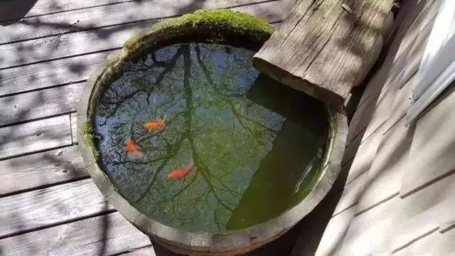 大龙缸古法养鱼记录,冬天开缸,夏天养成!