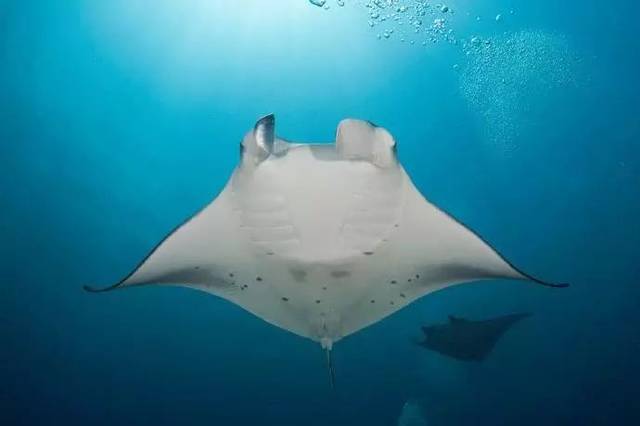 生物丨探秘在海洋中飞行的魔鬼鱼manta