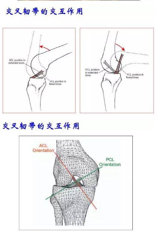 尸体解剖 膝关节由股骨下端,胫骨上端和髌骨构成,是人体最大最复杂的