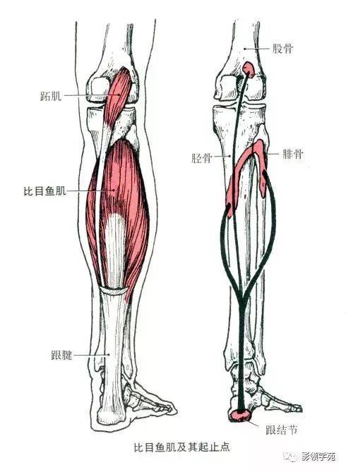 腹横肌,腹直肌的解剖