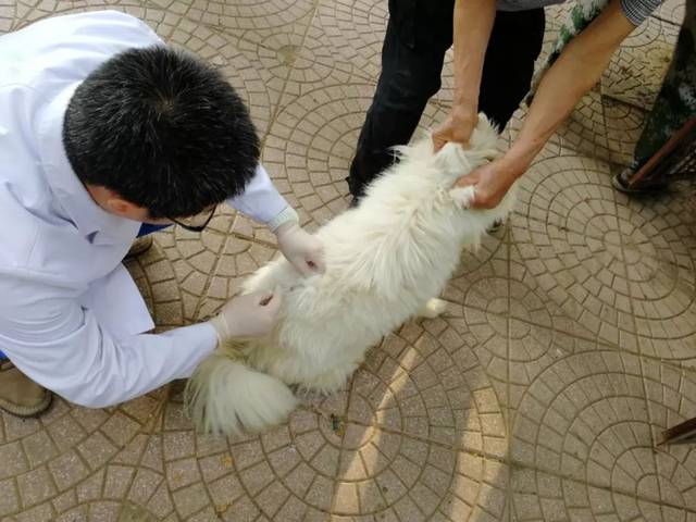 文明养犬 疫苗先行 ‖ 石家庄犬类留检所,欢喜小院部分狗狗接受免疫