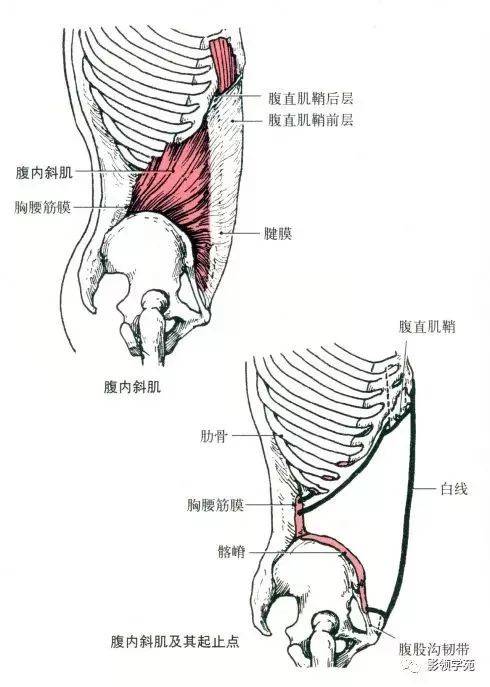 图解| 最全的肌肉起,止点,看这一篇就够啦!