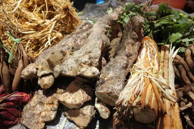 【中医教你识药根】普洱端午药根知多少