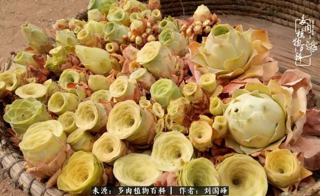 在这里总结一下夏季火爆多肉,法师,玫瑰,仙人球类,十二类和番杏科.