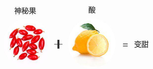 10颗要卖60元,“国宝级”神秘果爆红!吃一颗,