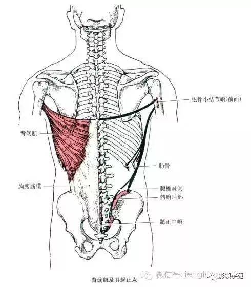 起点:第7～12胸椎及全部腰椎棘突,骶正中嵴,髂嵴后部和第10～12肋