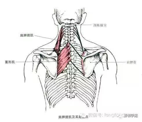 菱形肌 部位:斜方肌深层. 起点:第6,7颈椎和第1～4胸椎棘突.