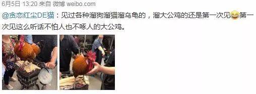 遛狗、遛猫 你见过有人遛“天津四大神兽之一的