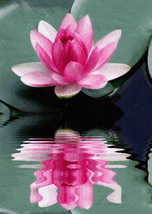 壁纸 花 桌面 300_422 竖版 竖屏 手机 gif 动态图 动图